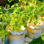 Easiest edible plants to grow in 5-gallon buckets
