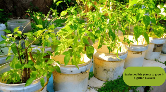 Easiest edible plants to grow in 5-gallon buckets