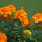 mexican flowers