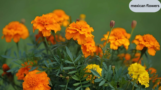 mexican flowers