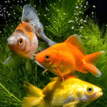 goldfish plant varieties