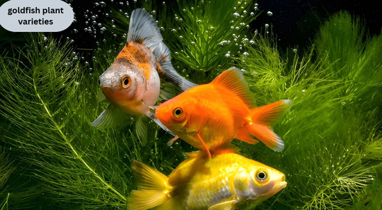goldfish plant varieties